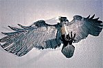 Adler - "Eagle Kite"